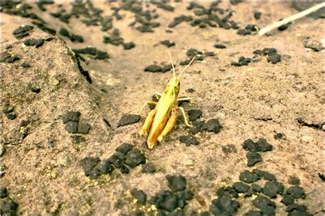 夢見很多螞蟻號碼|解夢螞蟻號碼